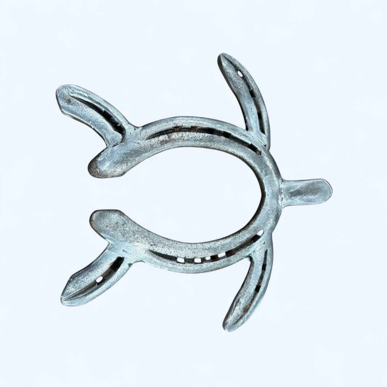 Horseshoe Turtle